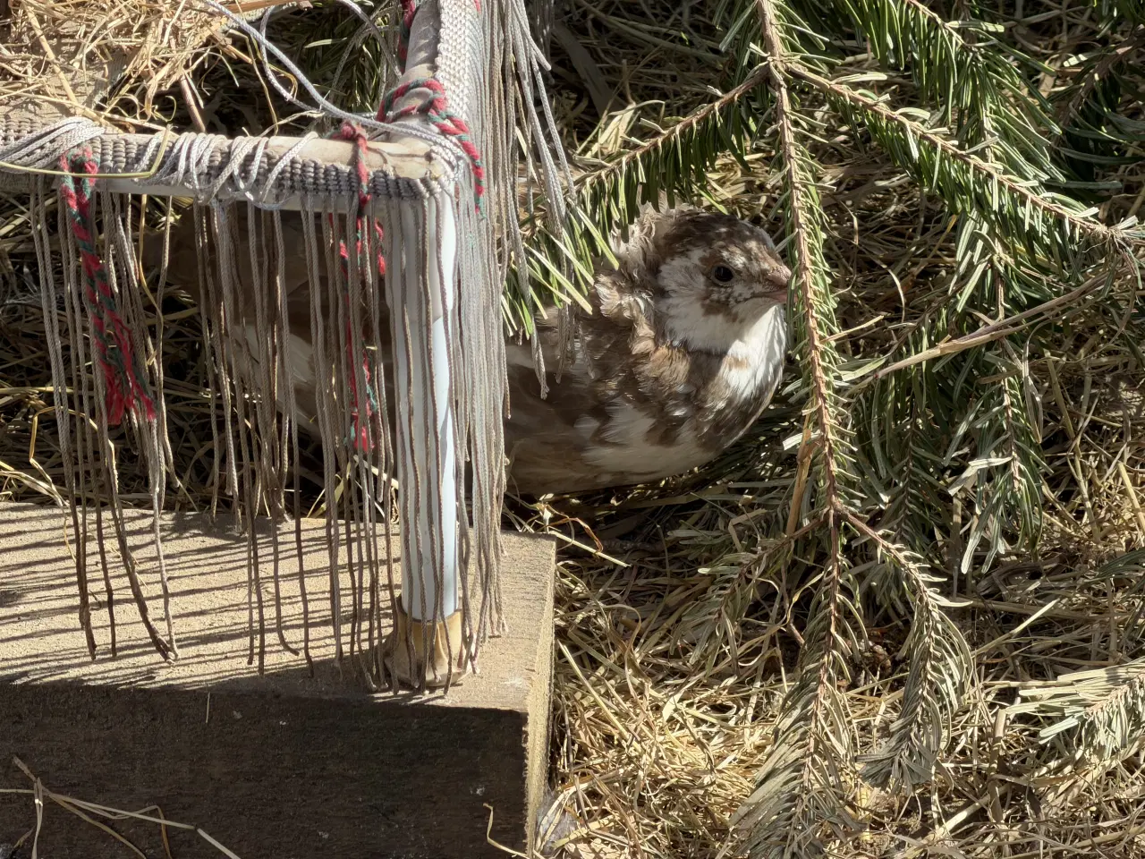 Billede 9 - Vagtel rugeæg 