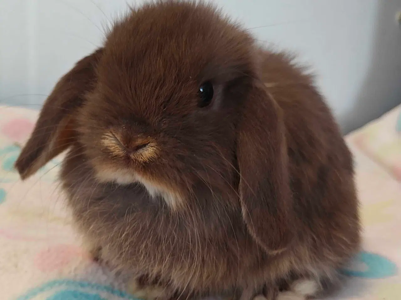 Billede 11 - Minilop