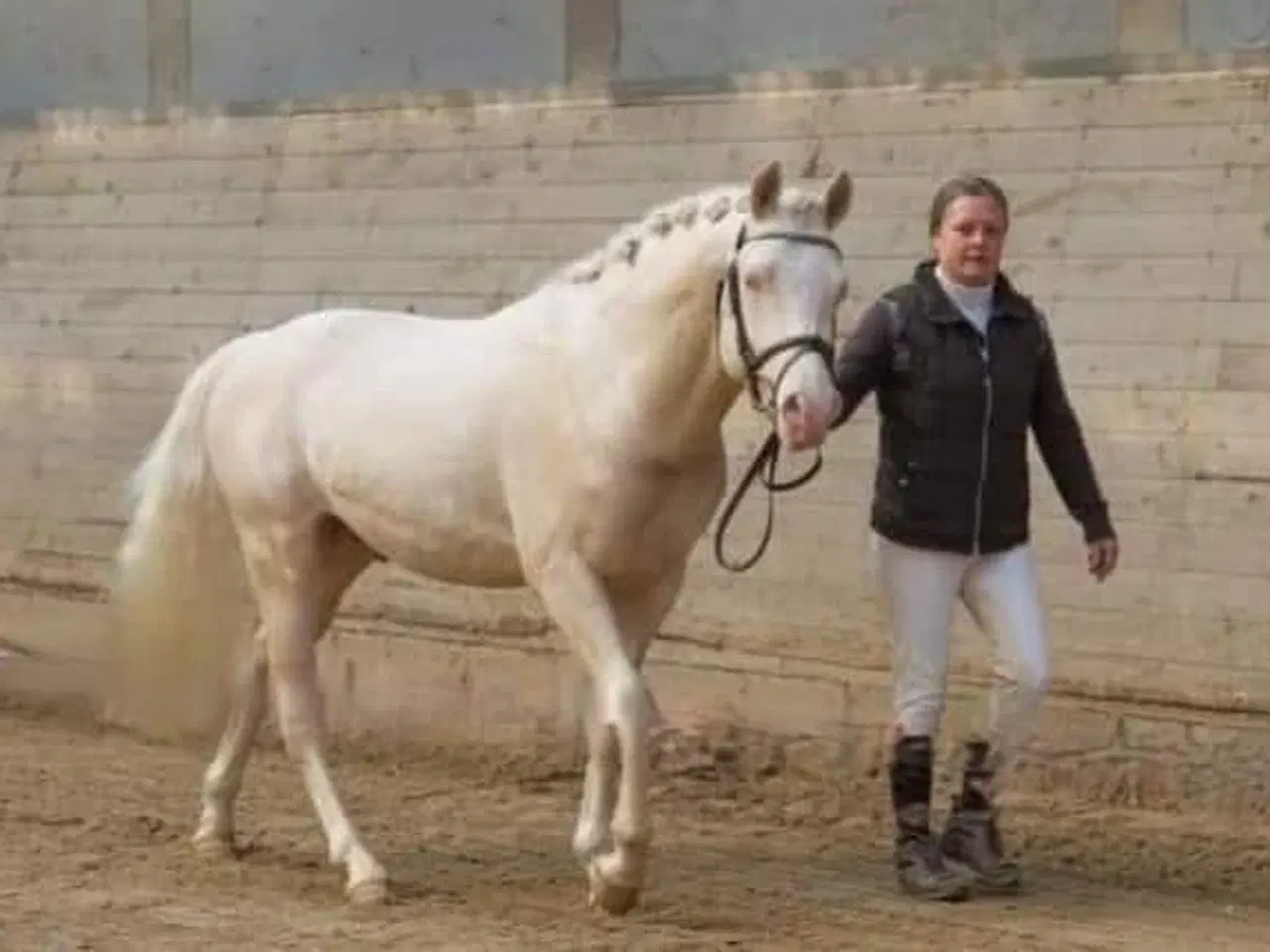 Billede 14 - Smuk Welsh Partbred pony. Født 19.05.23 