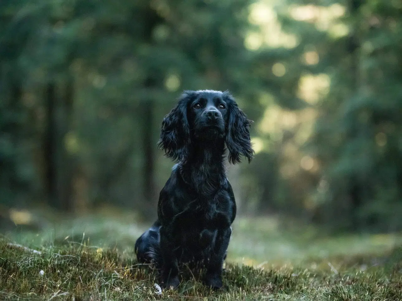 Billede 9 - FT Cocker Spaniel hvalpe