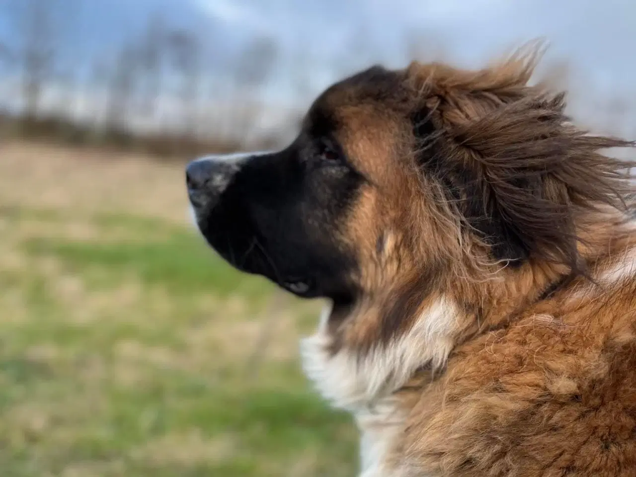 Billede 1 - 🐾 Boris søger nyt, kærligt hjem 🐾