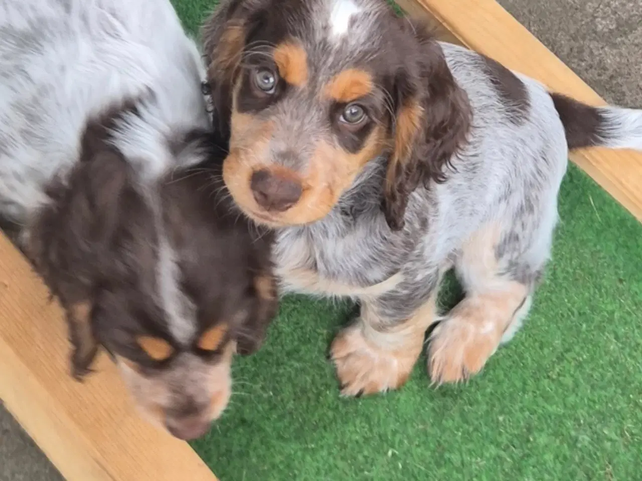 Billede 9 - Ft cocker spaniel 