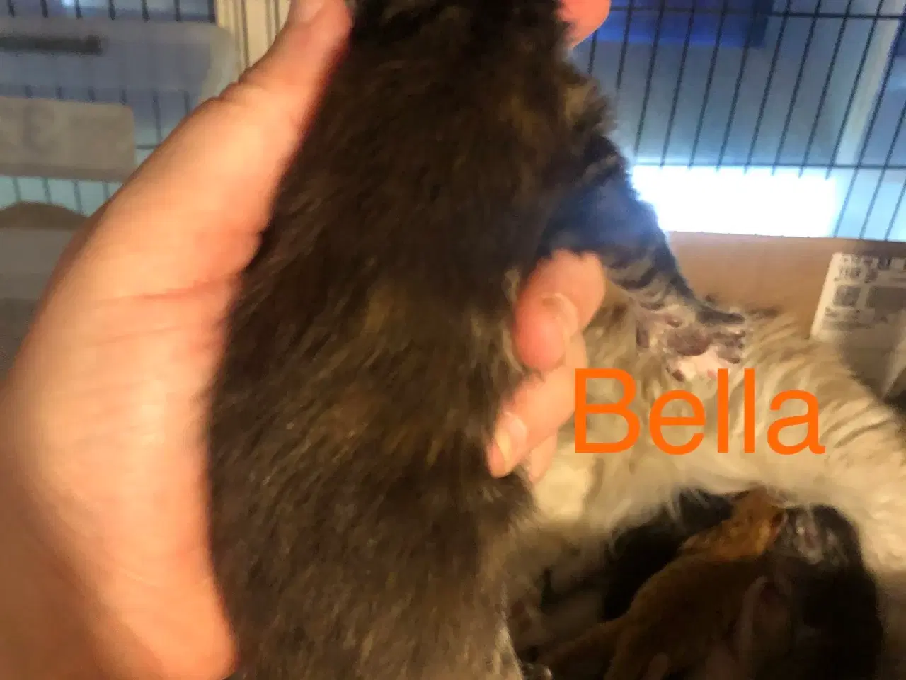 Billede 8 - Maine coon killinger unden travle 