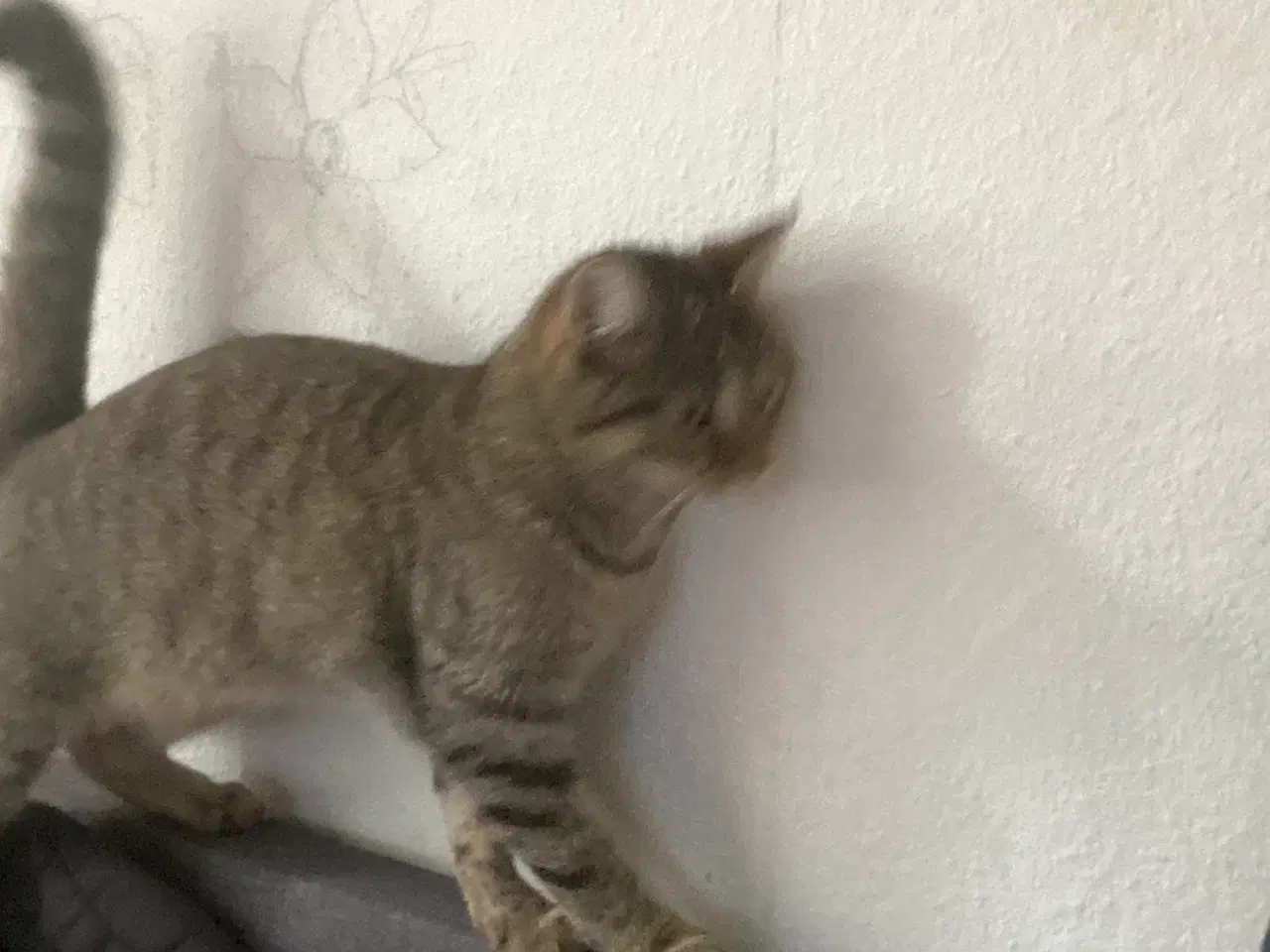 Billede 2 - Min elskede kat