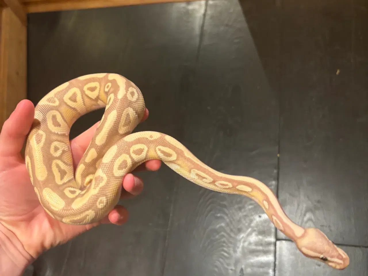 Billede 1 - 1.0 Banana Mojave konge Python 