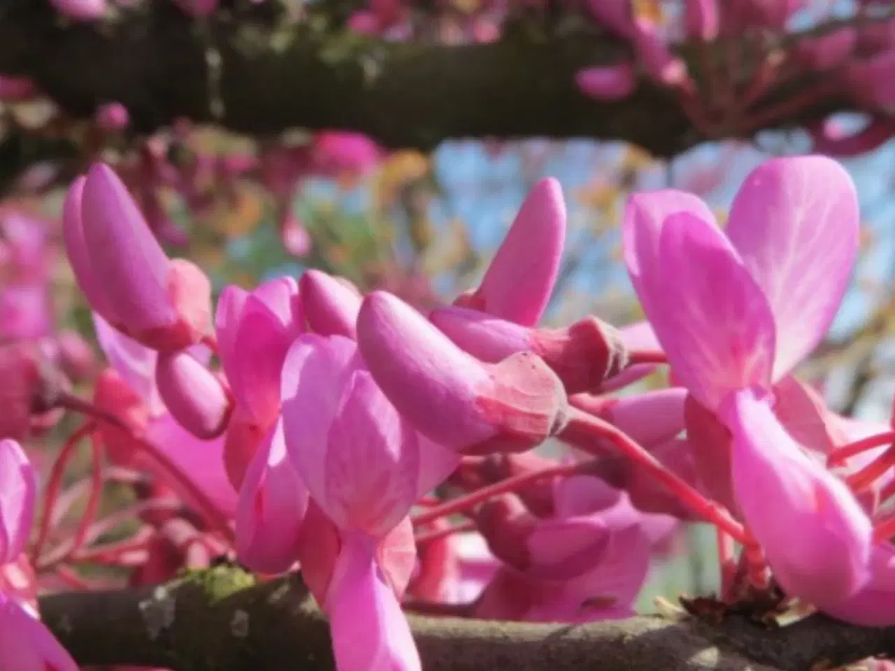 Billede 5 - Judas træ (hårdført