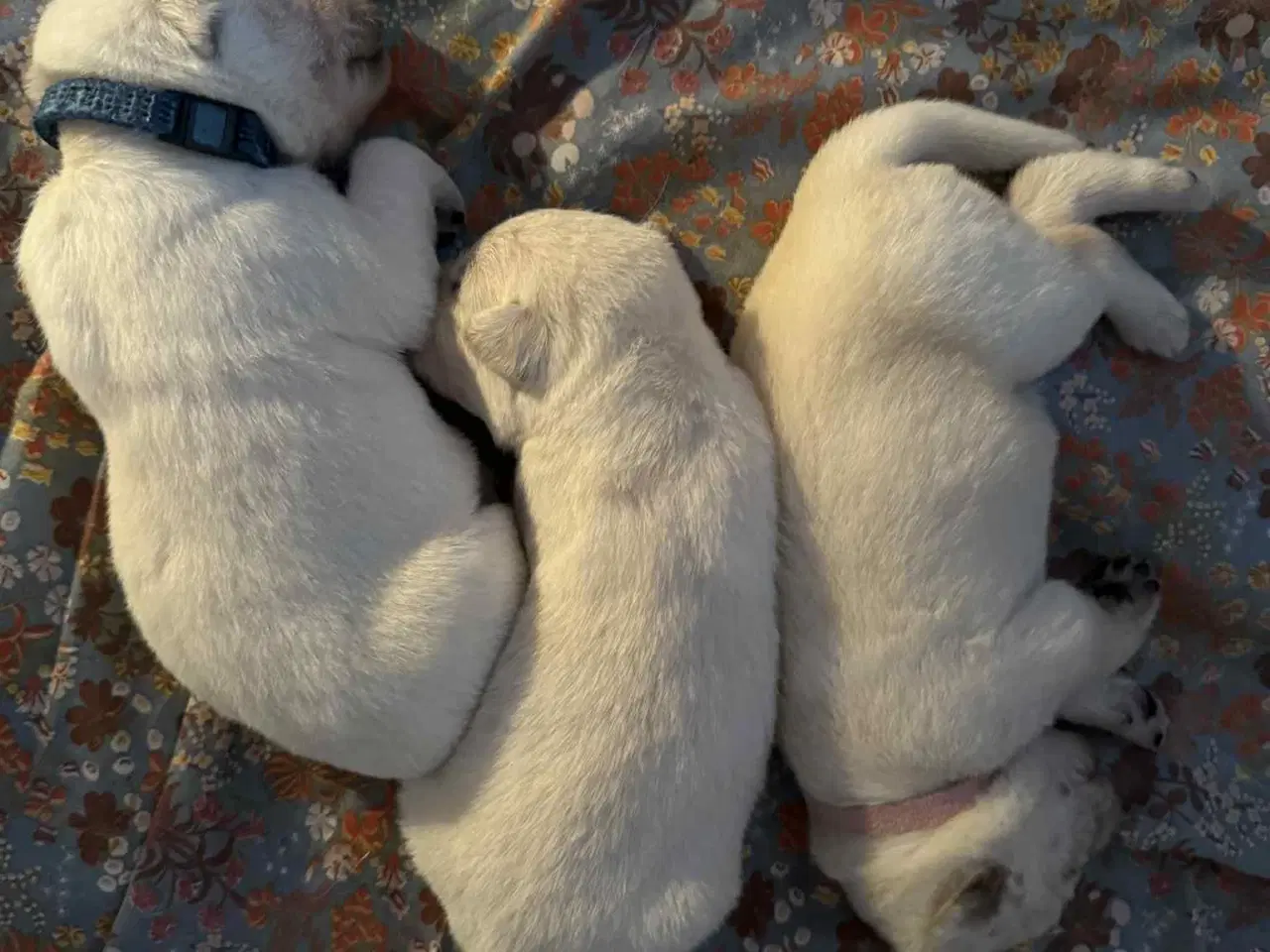 Billede 20 - Ønsker du en hund i julegave