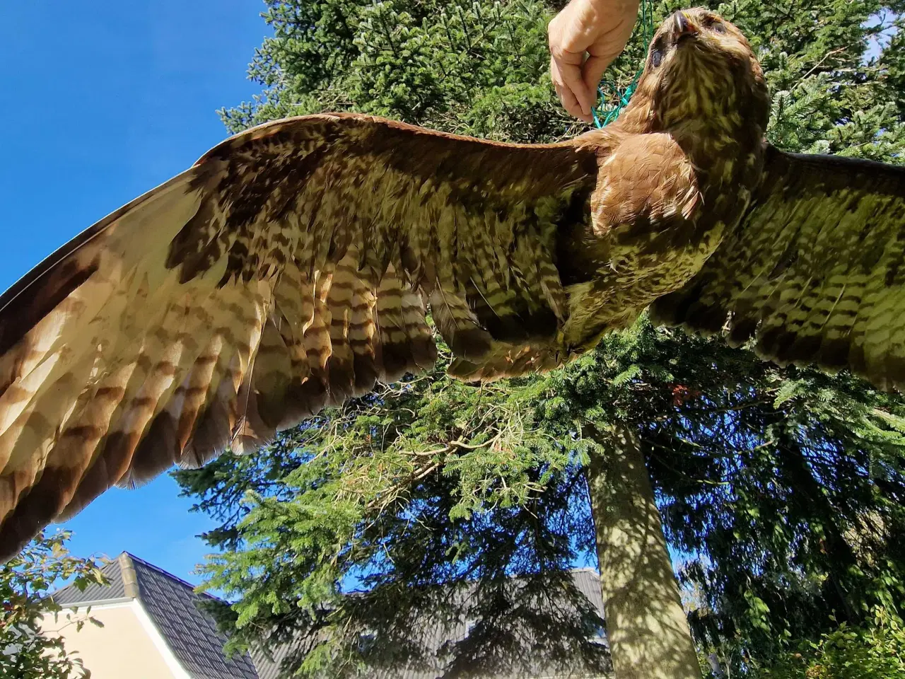 Billede 2 - Flyvende musvåge, flot fjerdragt, udstop sælges