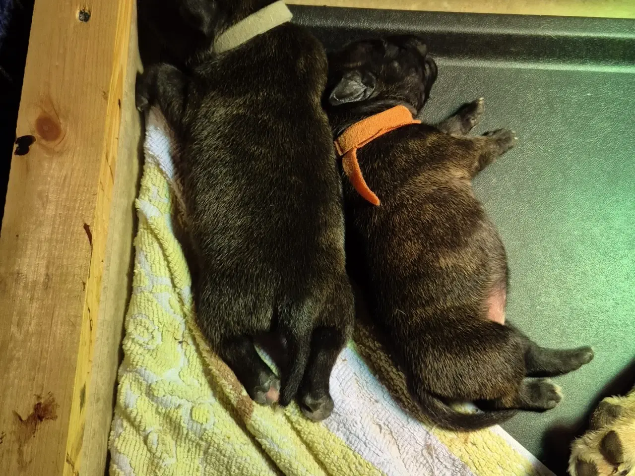 Billede 5 - Staffordshire bull terrier