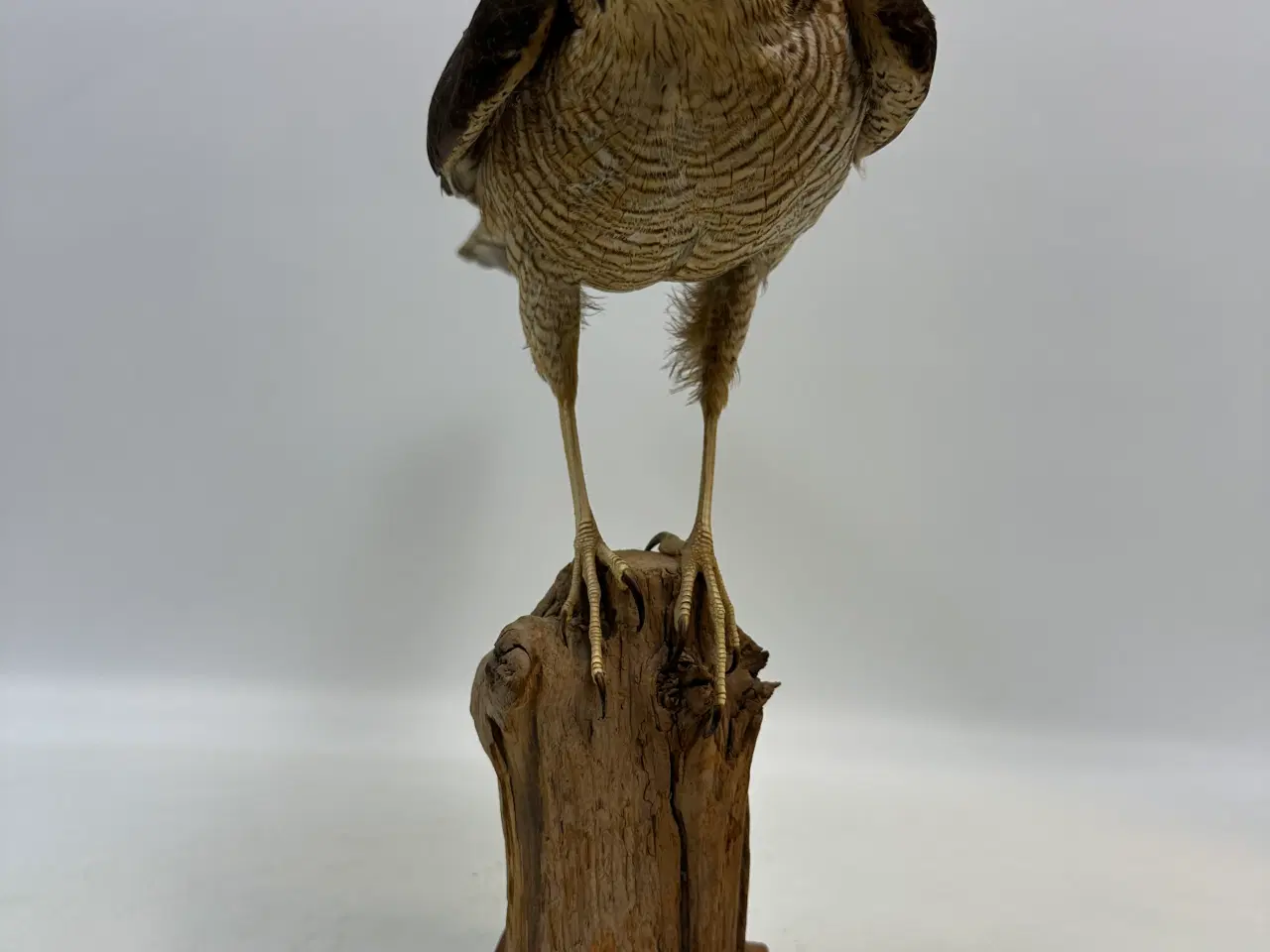 Billede 5 - Udstoppet Spurvehøg