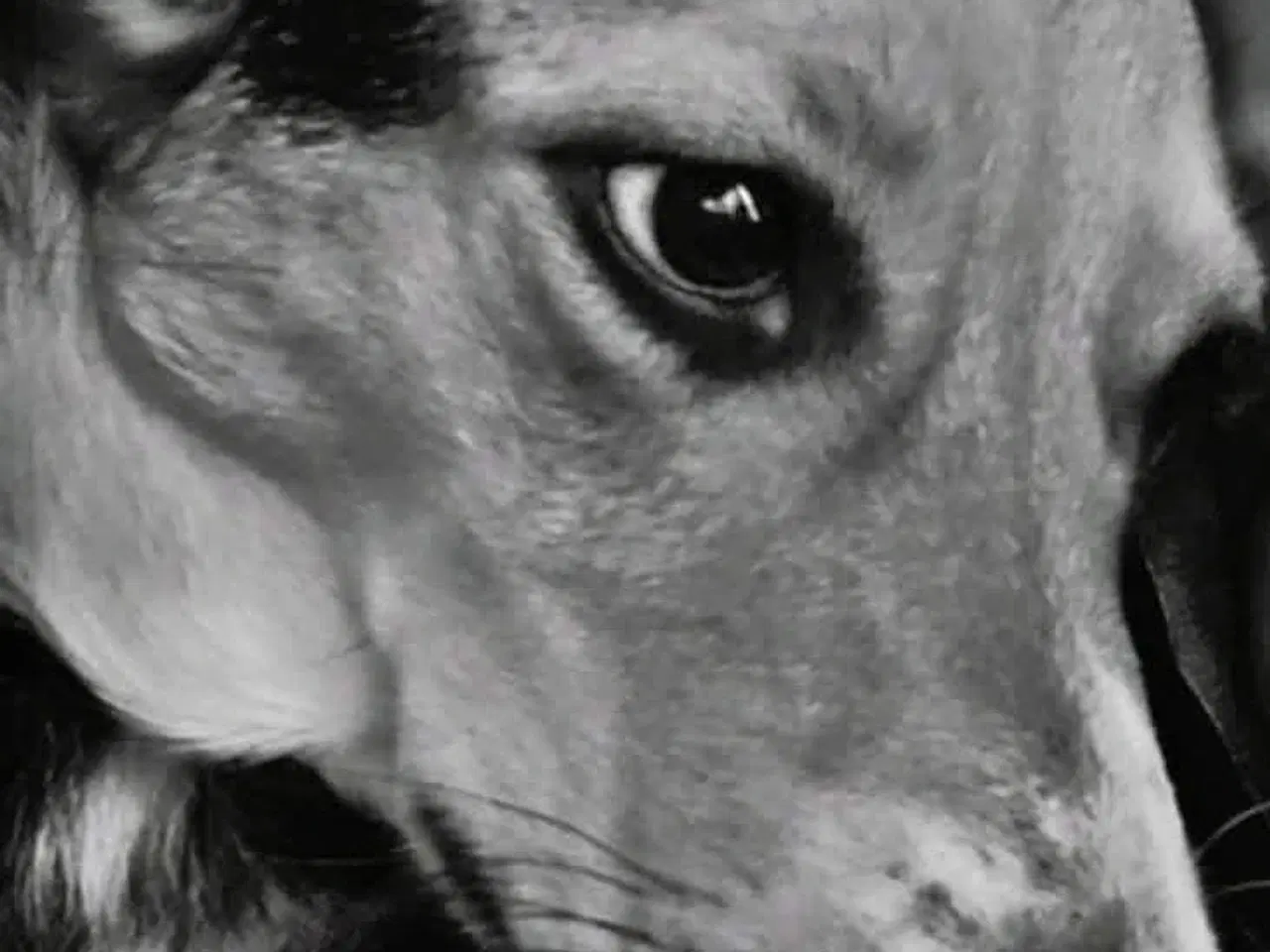 Billede 6 - Søger kærligt blivende hjem