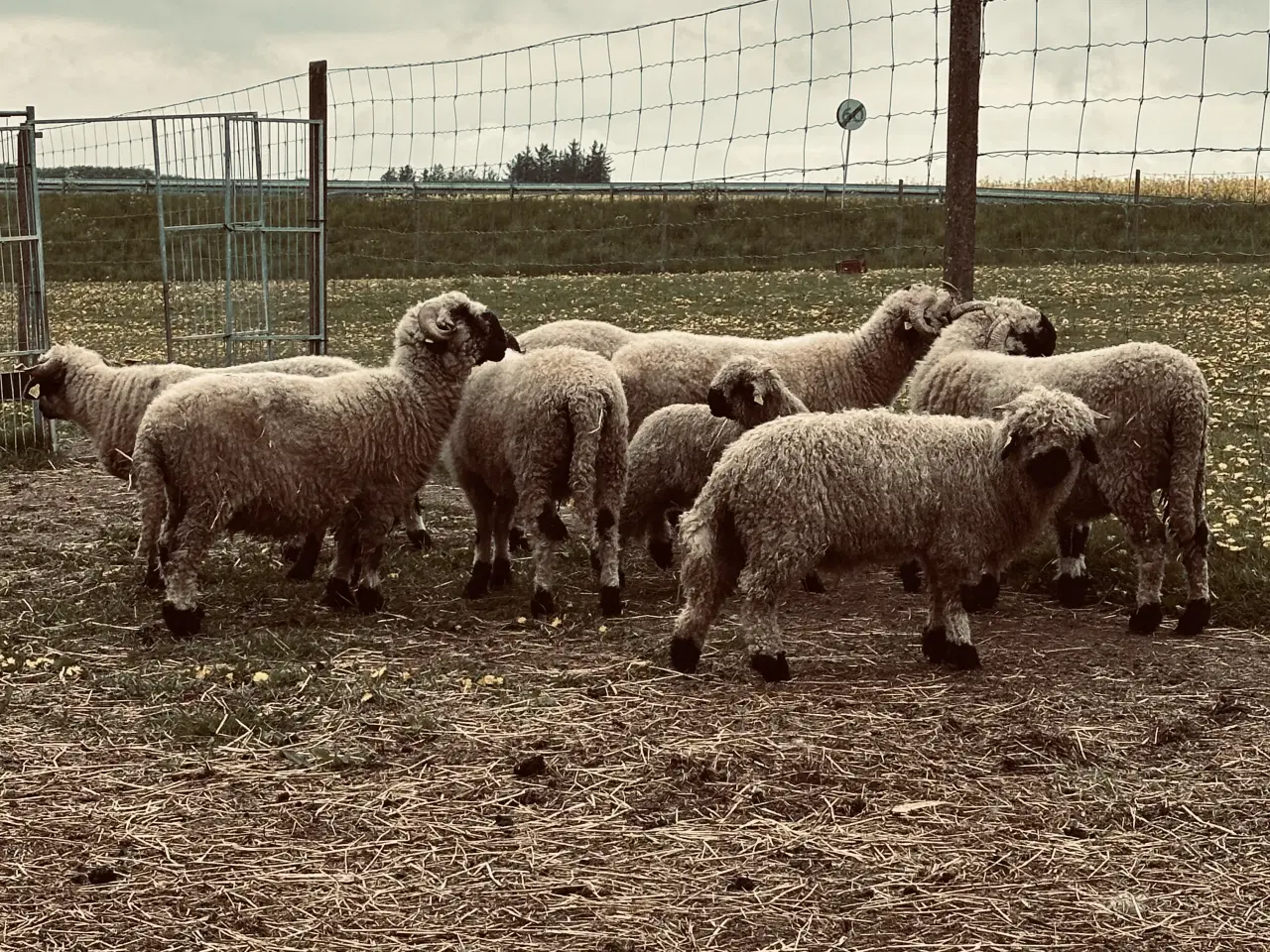 Billede 5 - 3 stk Valais Black nose gimmer lam 3 mdr 