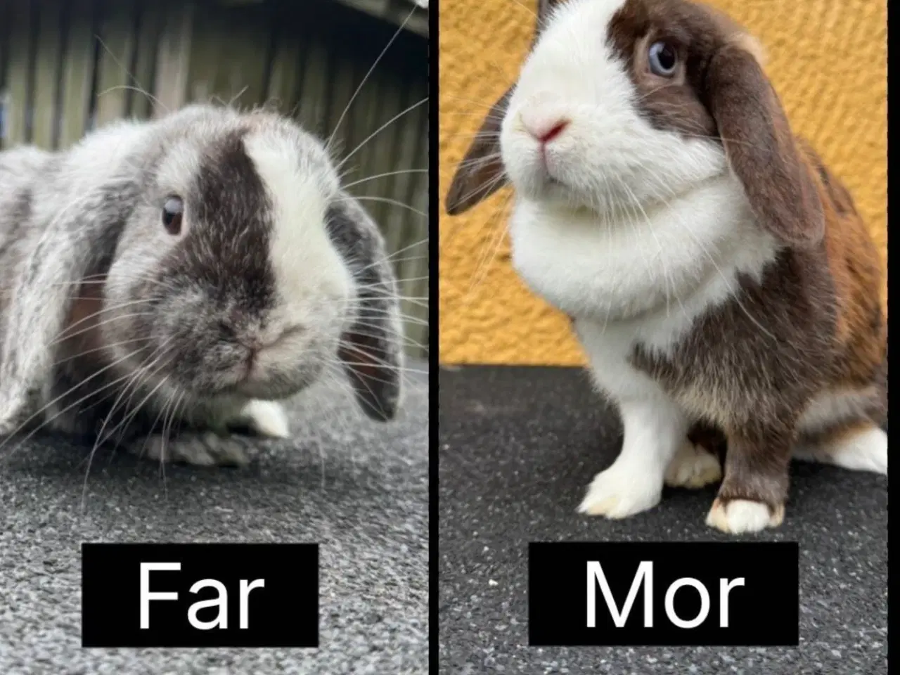 Billede 11 - Han Dværgvædder unge sælges 