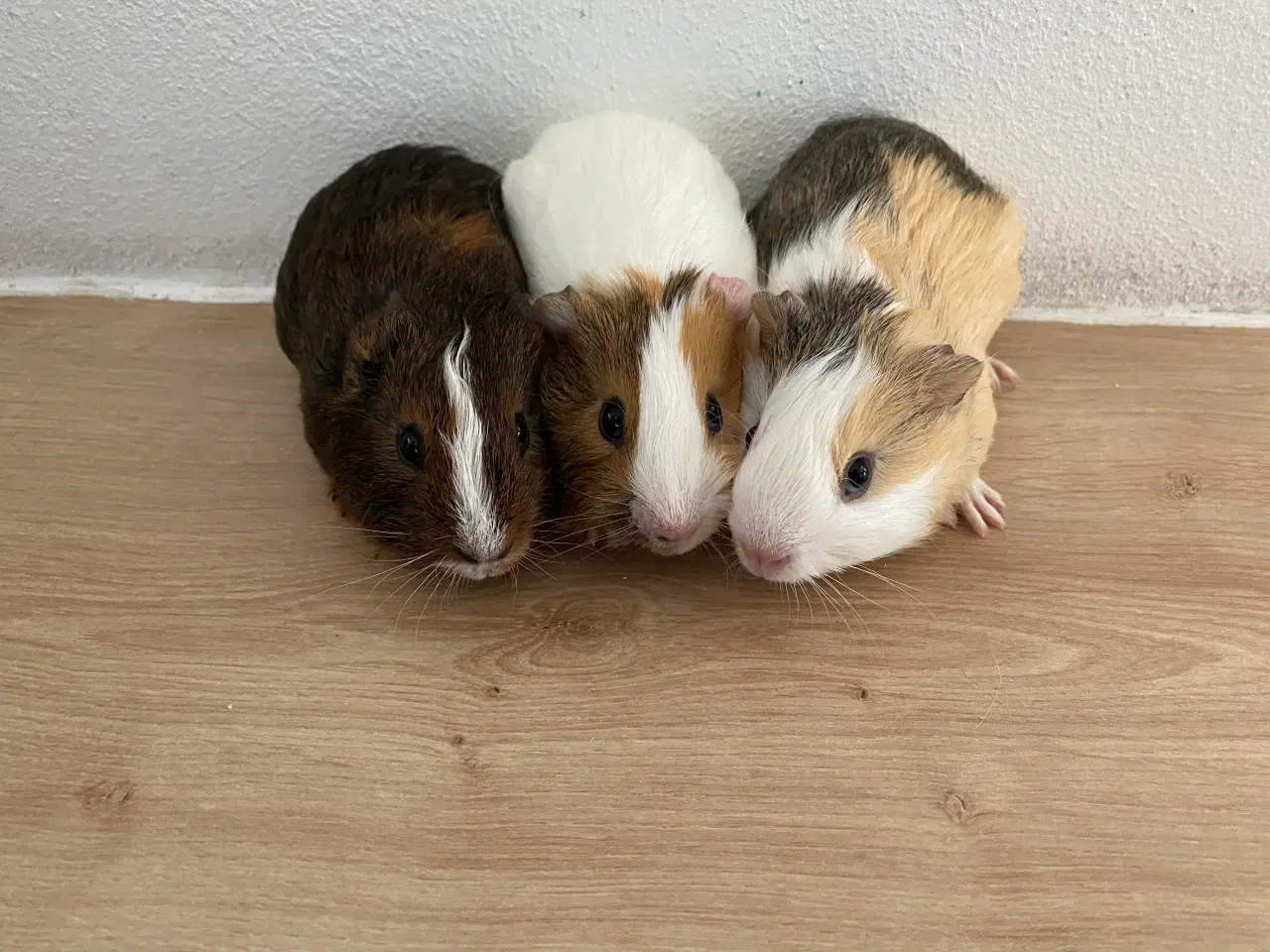 Billede 5 - Marsvinunger - De bedste kæleracer 