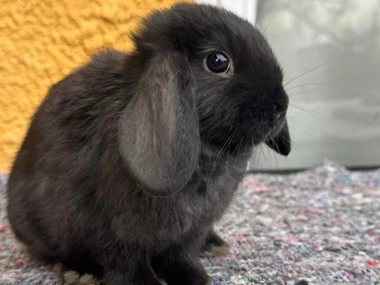 Billede 4 - Han Dværgvædder unge sælges 