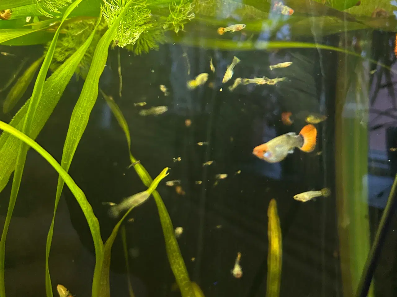 Billede 6 - ❤️🐟 Rednose Dumbo Guppy – Smuk Kontrast (unger)