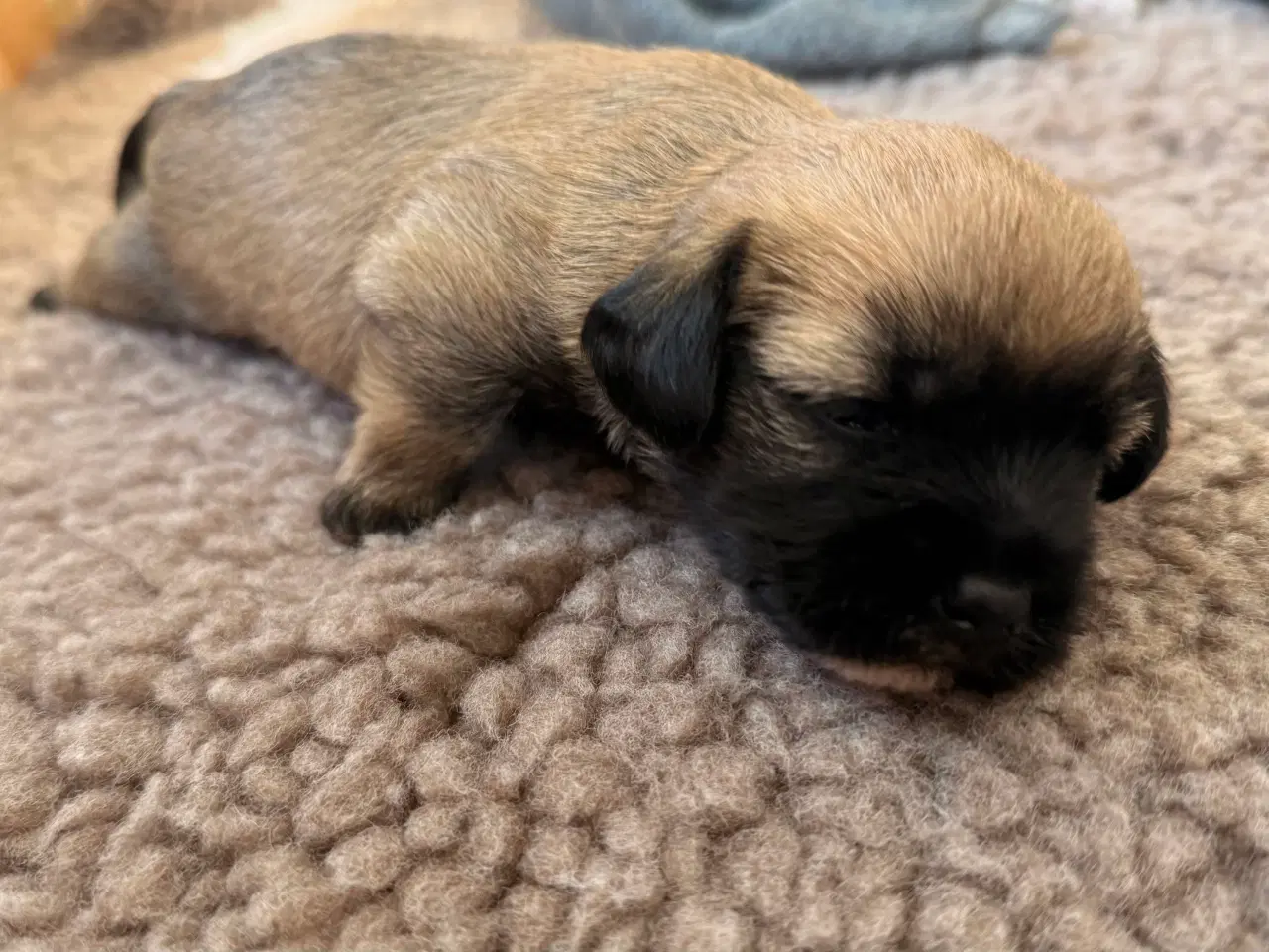 Billede 9 - 🐶 De skønneste familievenlige blandingshvalpe