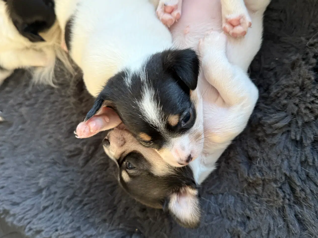 Billede 13 - Mini Pomaranin/papillon 
