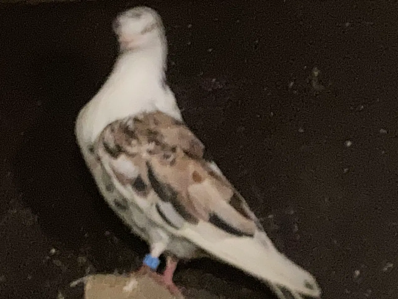 Billede 2 - Til salg 30 portugiser duer