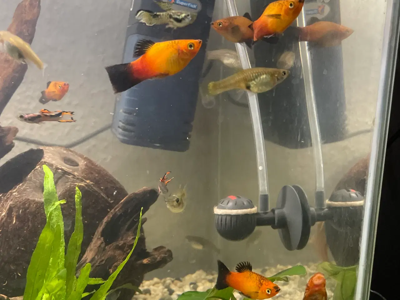 Billede 5 - Platy Red Wagtail