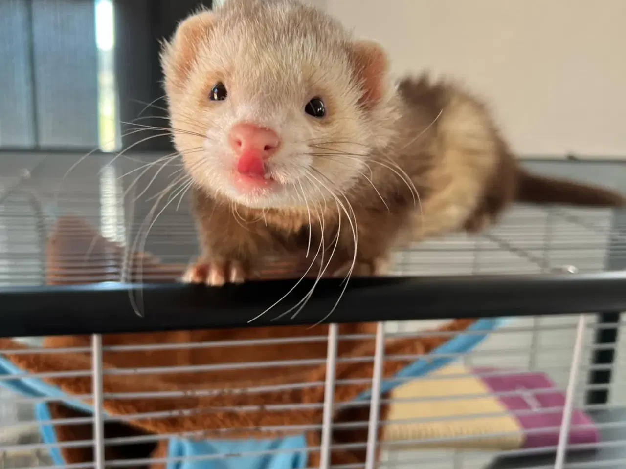 Billede 7 - ilderhvalpe søger nye hjem