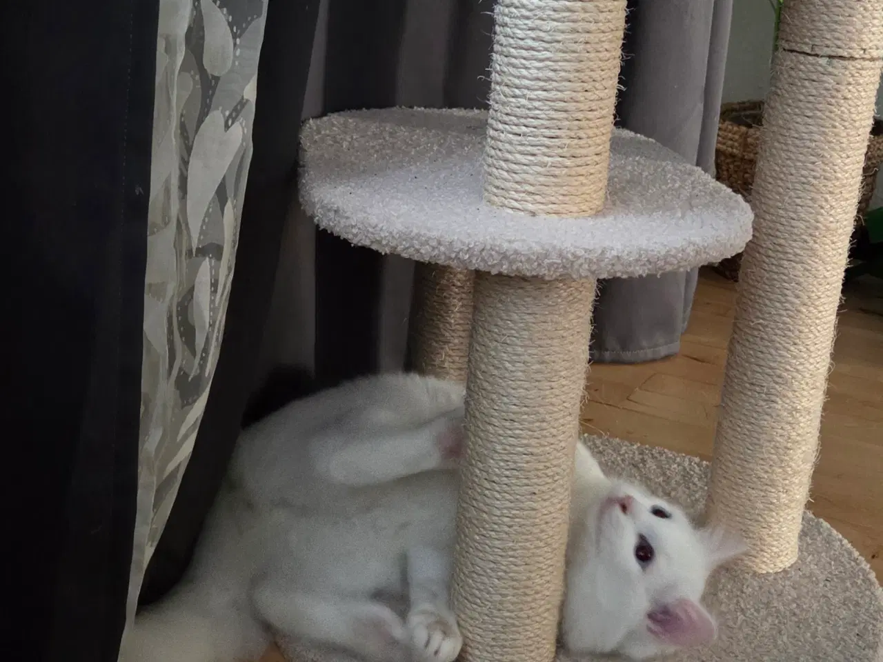 Billede 1 - Ragdoll/Siberian mix