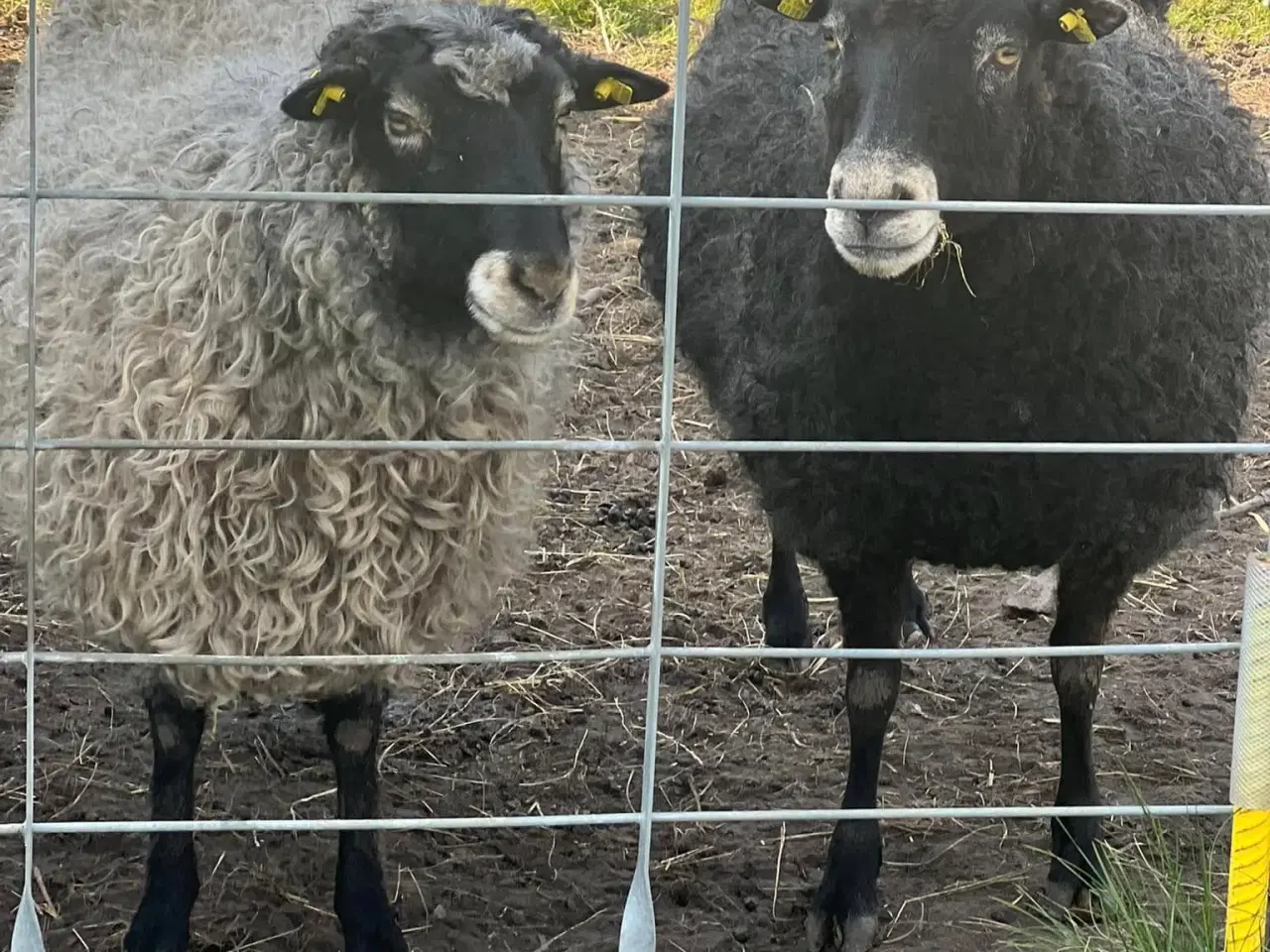 Billede 4 - Gotlænder - 2 får, 2 lam