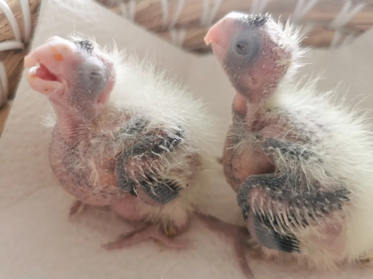 Billede 5 - Nymfeparakit unger tamme sælges 