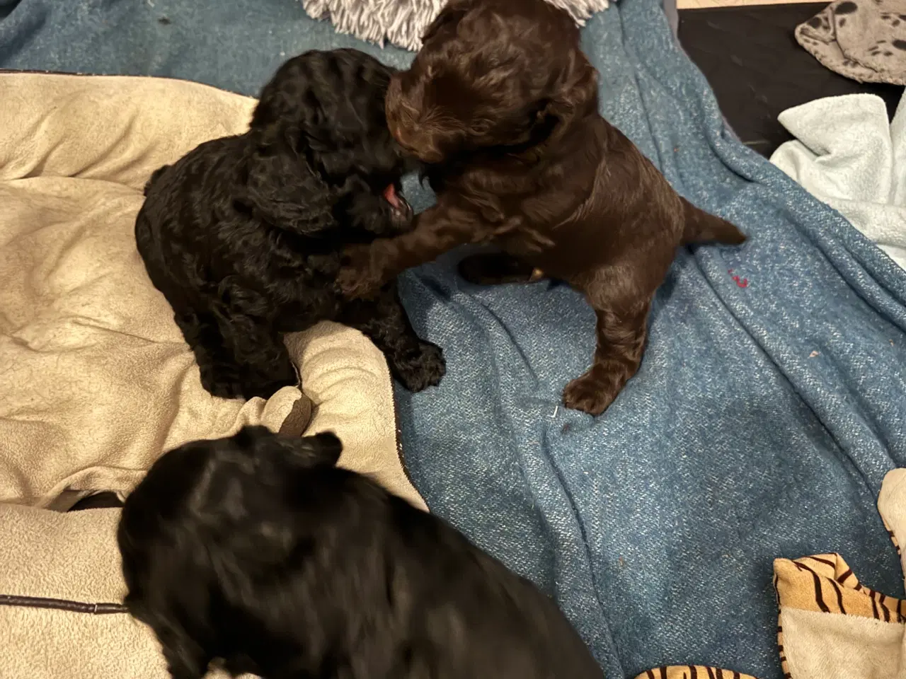 Billede 3 - Skønne cockapoo hvalpe klar til nye hjem fra 27/7