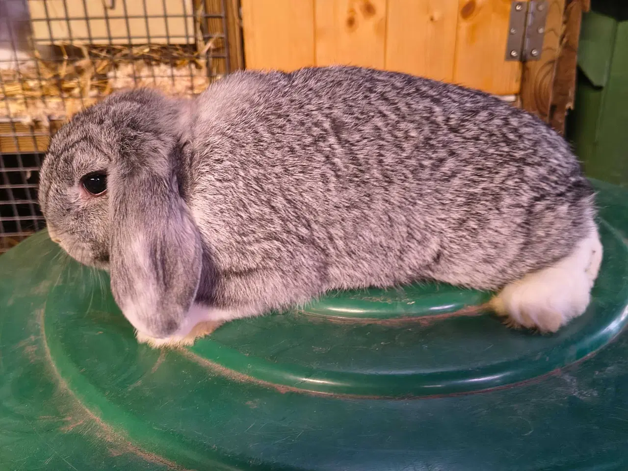 Billede 2 - Dværg vædder