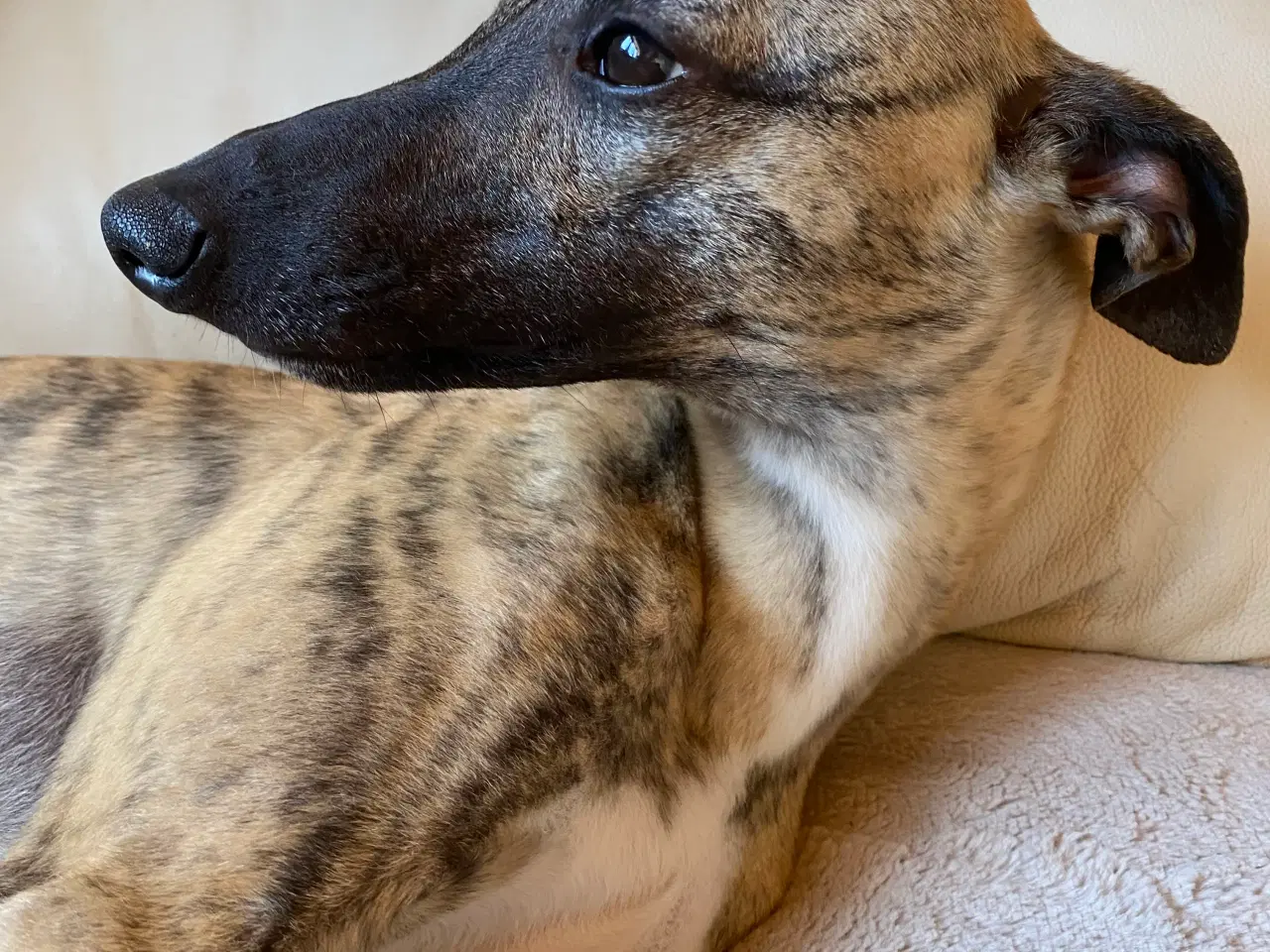 Billede 5 - Whippet søger hjem