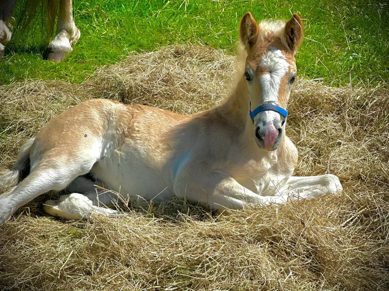 Billede 3 - Haflinger hoppe føl 