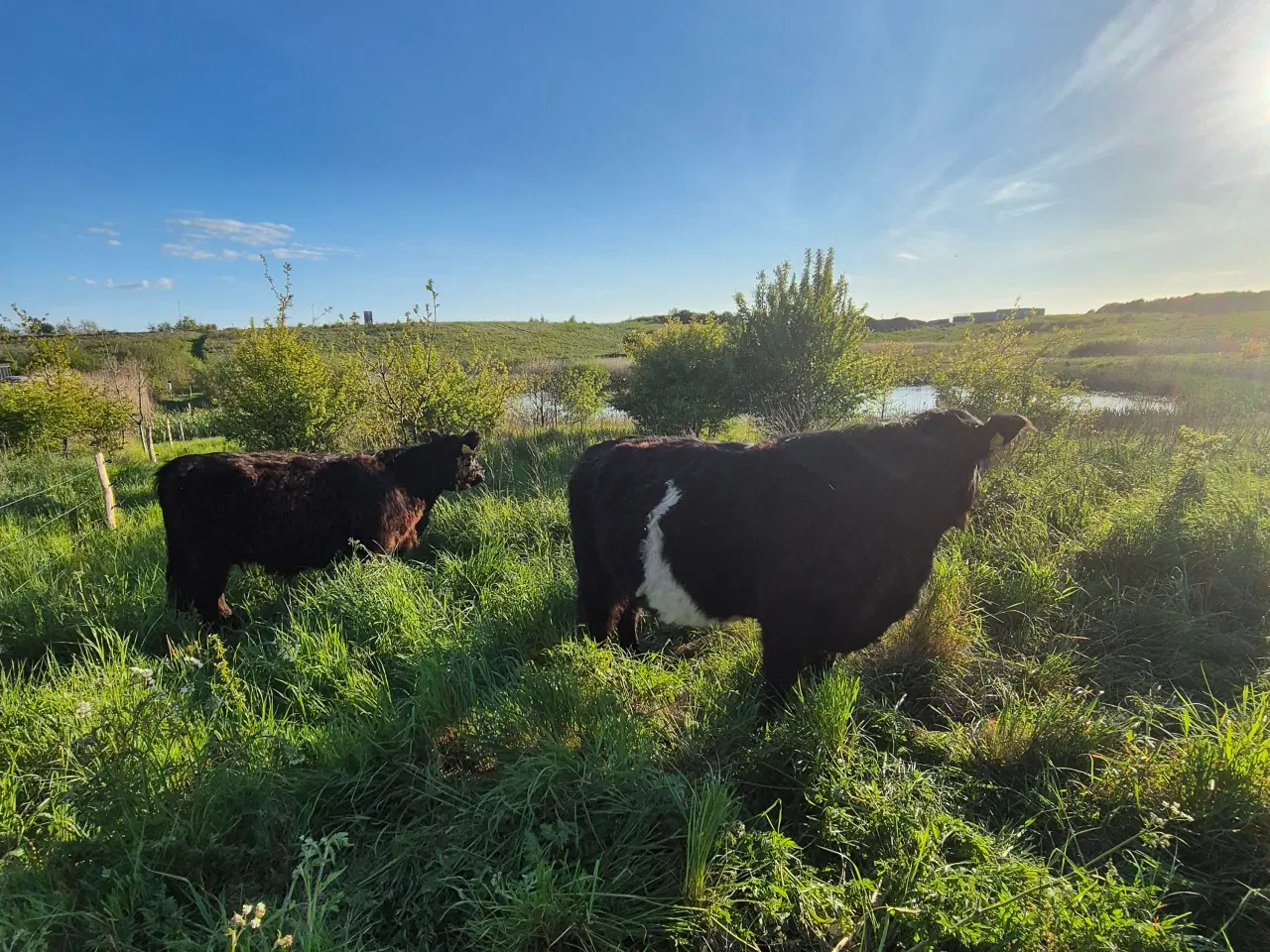 Billede 8 - Galloway - 3 køer + 2 kalve 