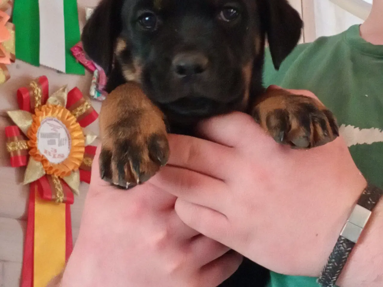 Billede 5 - Rottweiler x Cane Corso 12,5% 