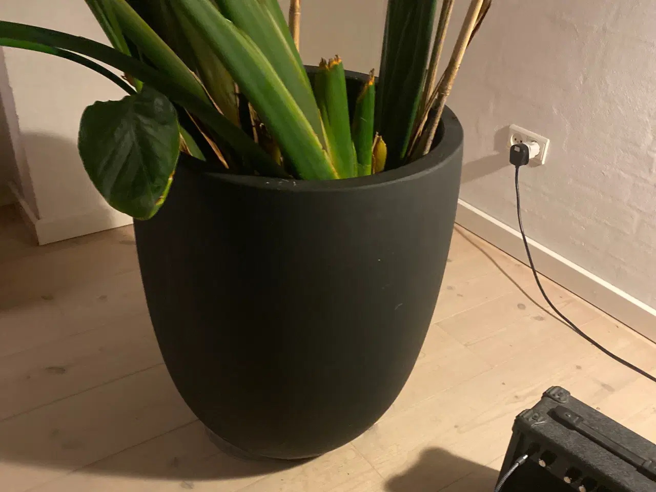 Billede 4 - paradisfugleblomst strelitzia