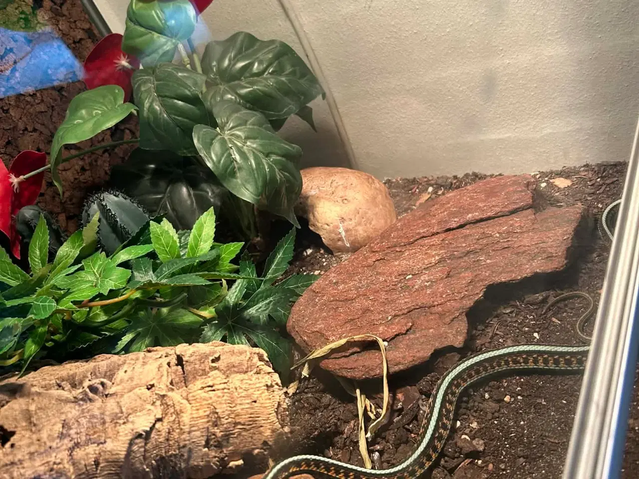 Billede 9 - Smuk strømpebåndssnog incl terrarie