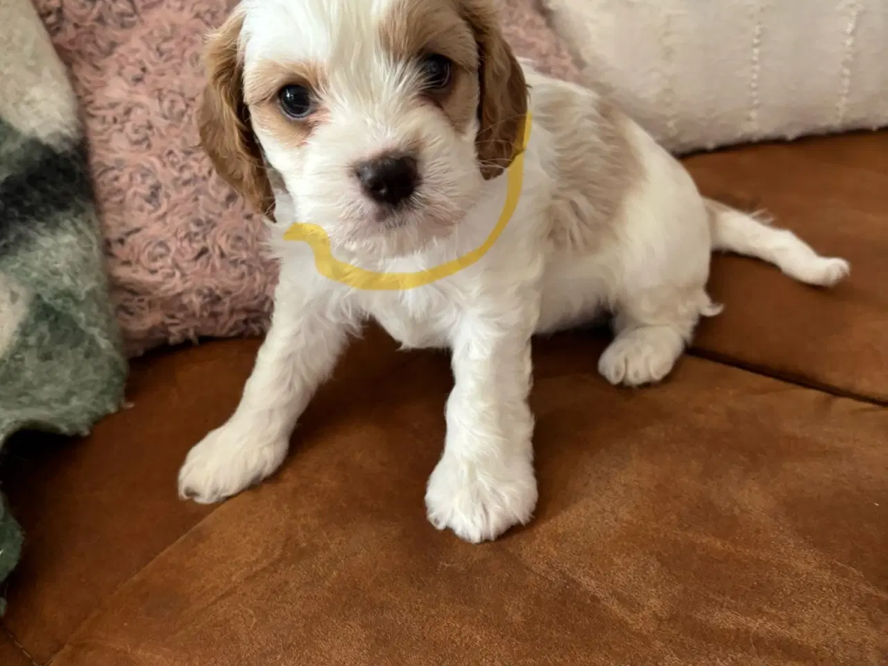 Billede 1 - Blanding hvalpe 