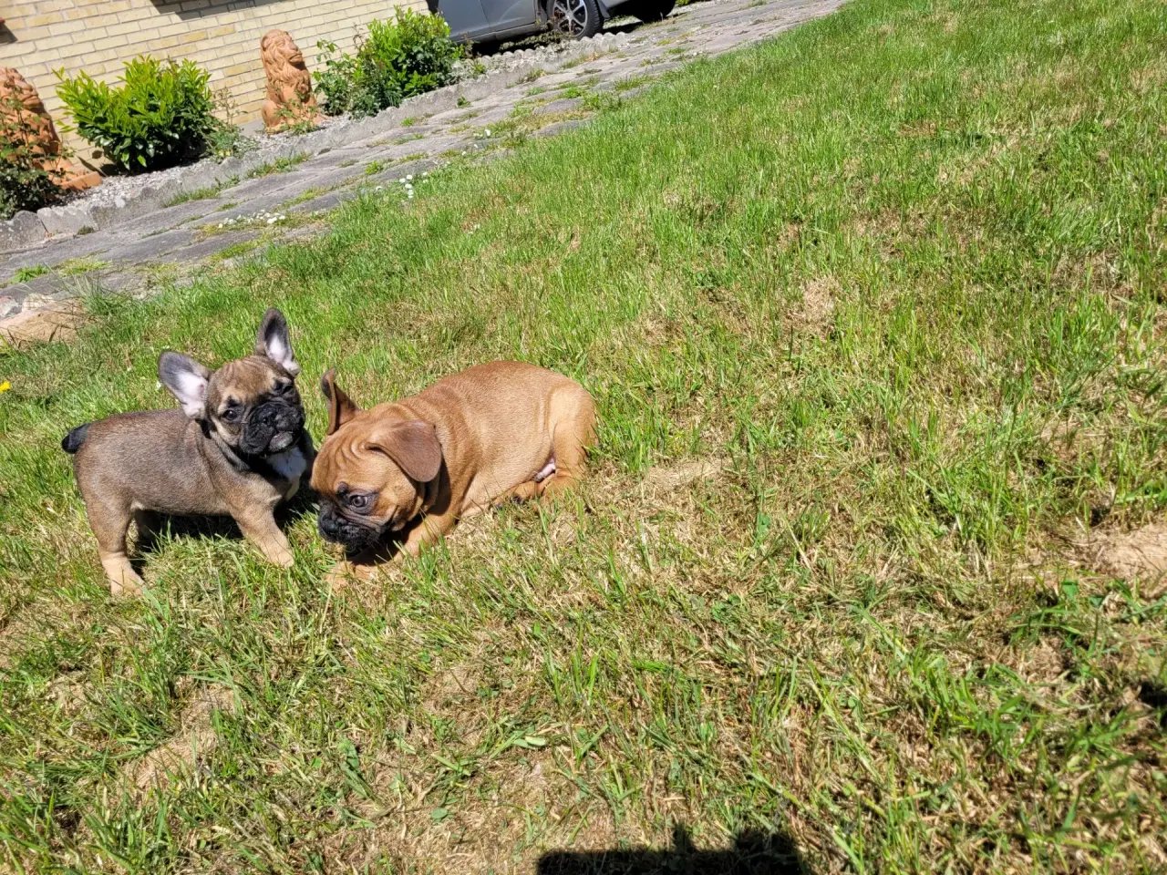 Billede 14 - DK fineste fransk bulldog hvalpe !!!!!!
