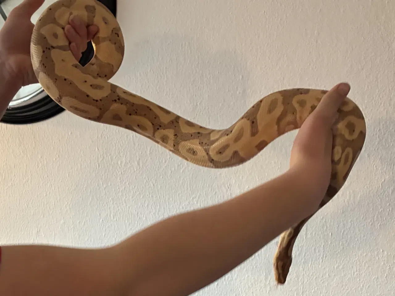 Billede 3 - Kongepyton Banana leopard 100% het clown