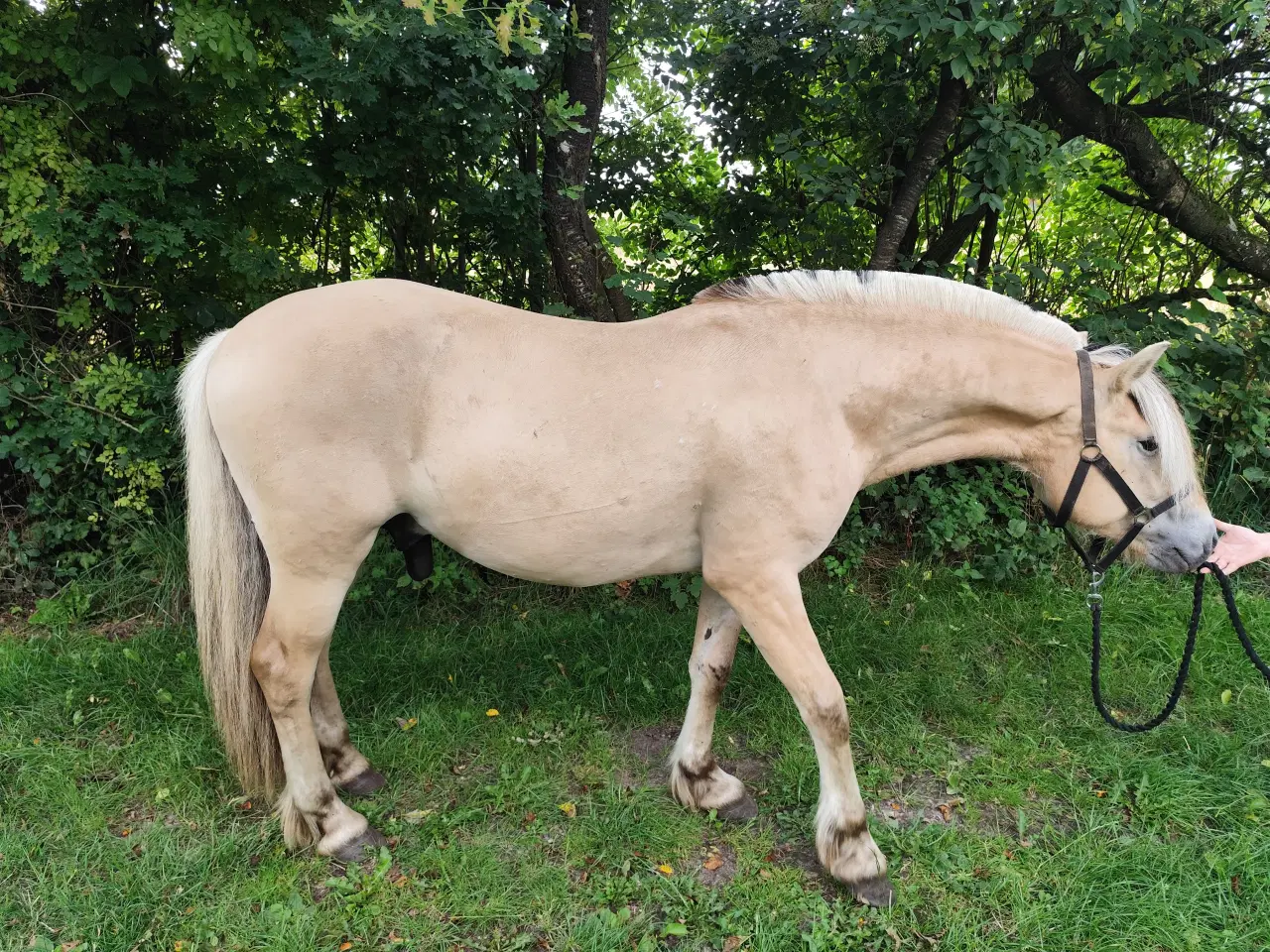 Billede 4 - Fjordhest, 2 år, 150 cm