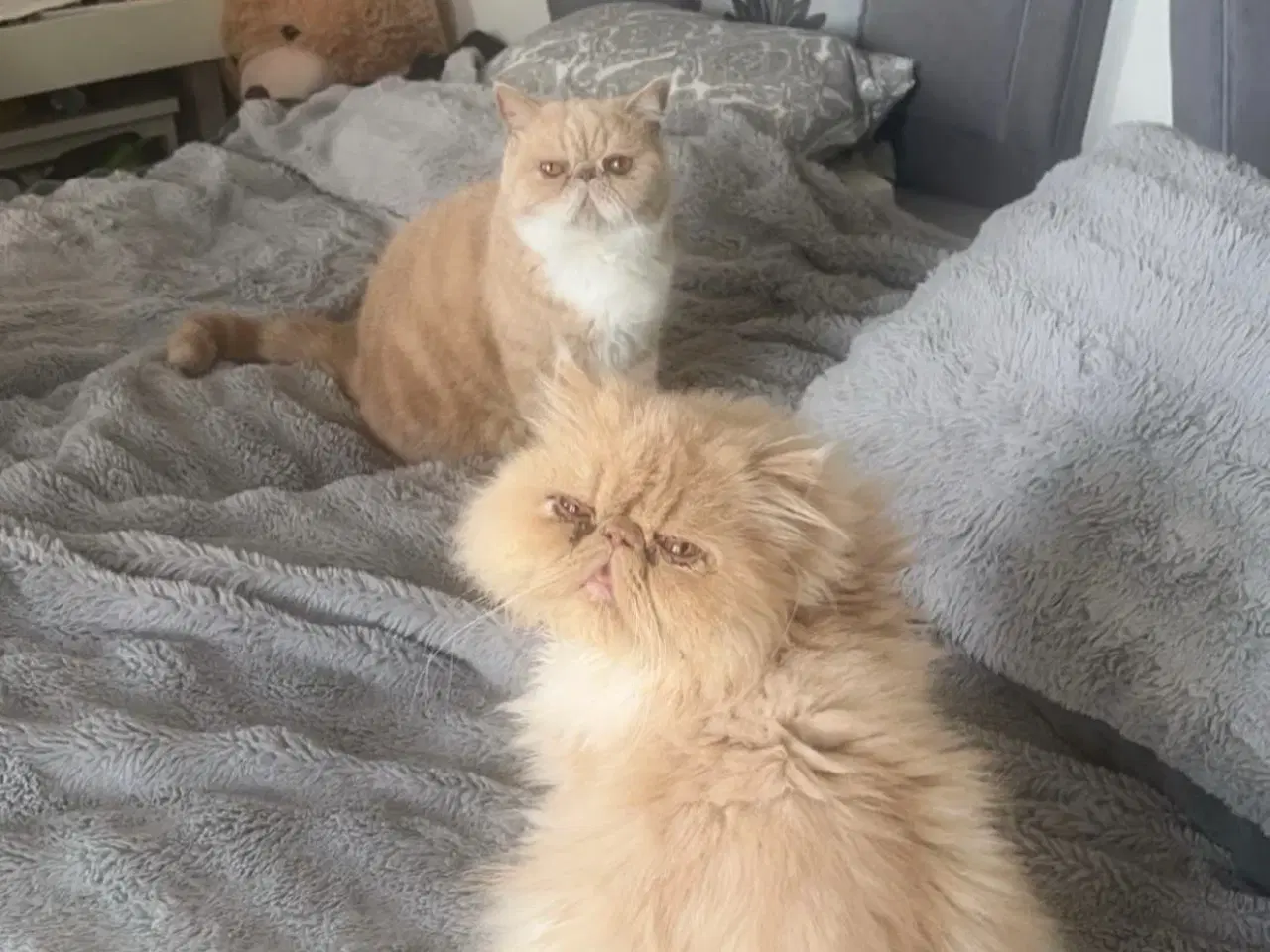 Billede 3 - De to kærligeste perserdrenge søger nye madslave❤️