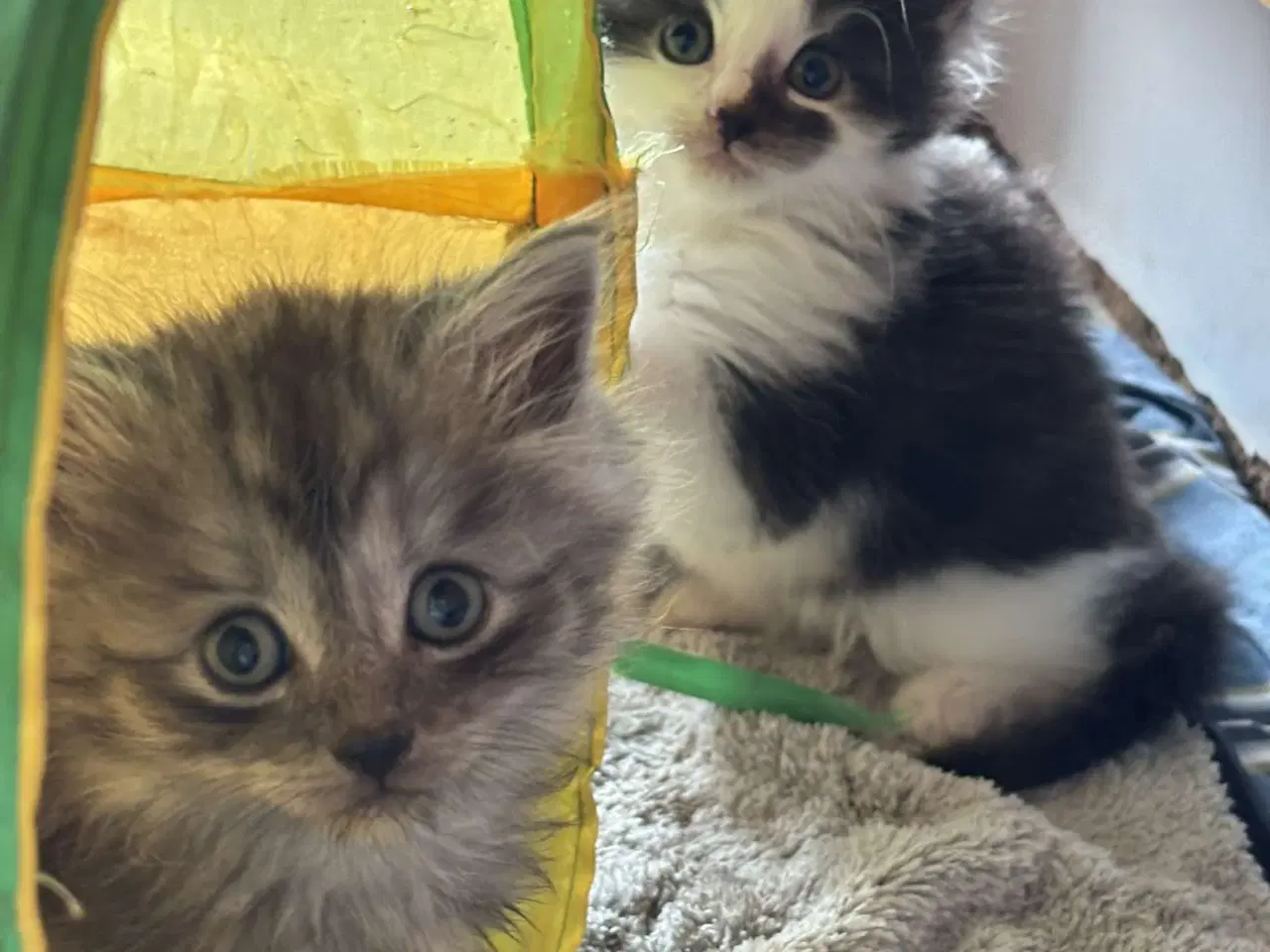 Billede 2 -  Skønne Maincoon killinger