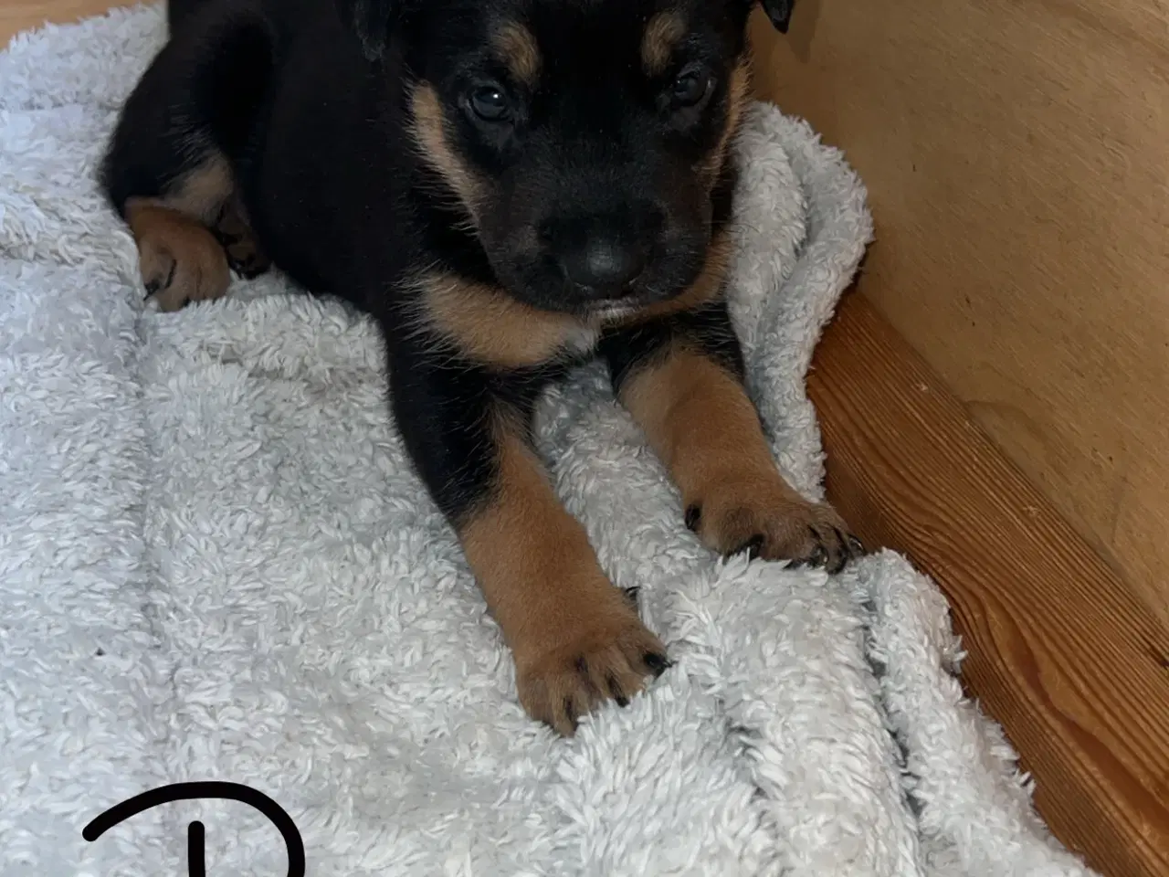 Billede 8 - Blandings hvalpe