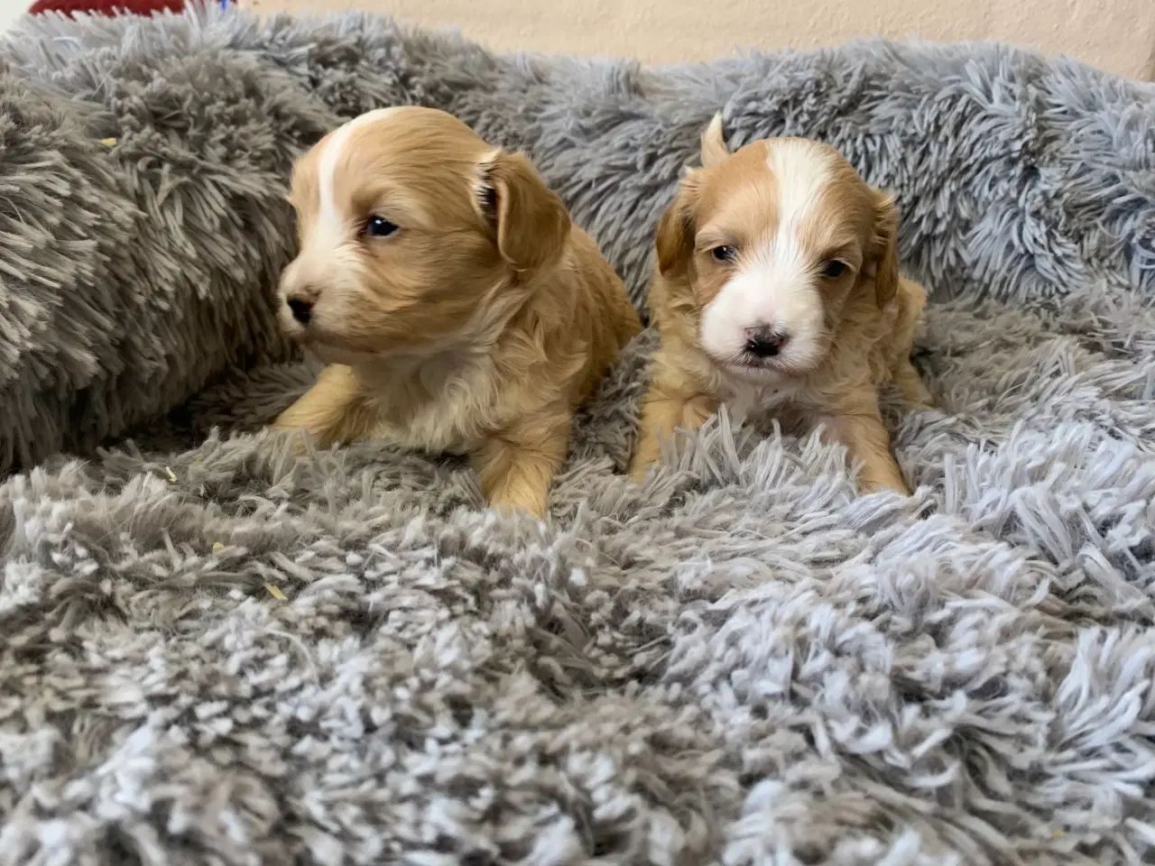 Billede 3 - Små fine Maltipoo babyer 