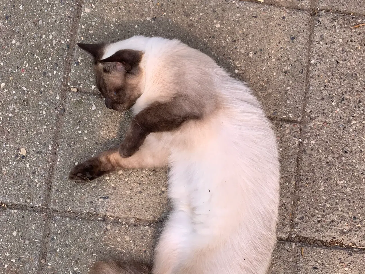 Billede 6 - Ragdoll hunkat 