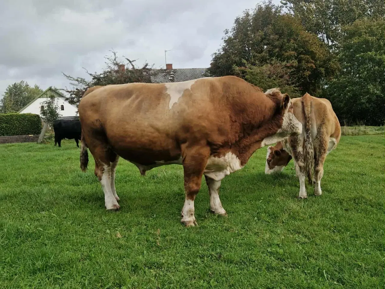 Billede 1 -  Simmentaler tyre