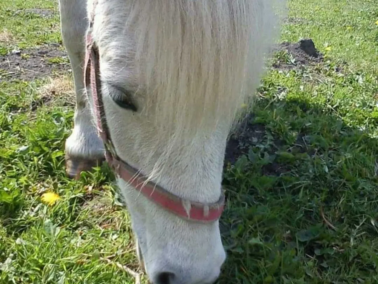 Billede 1 - Søger gratis projekt- eller problemhest🌸