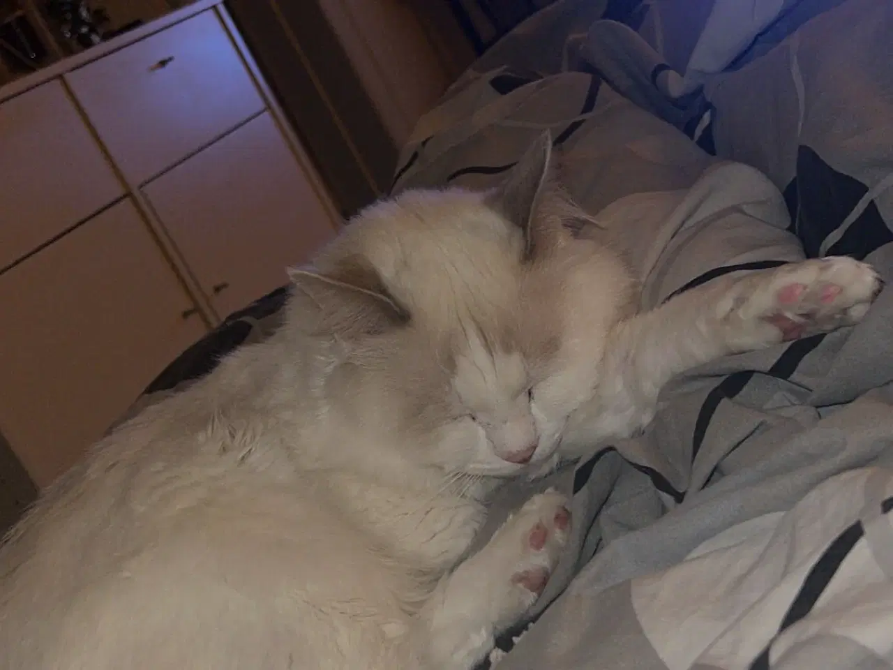 Billede 6 - Smuk Ragdoll-hankat søger nyt kærligt hjem