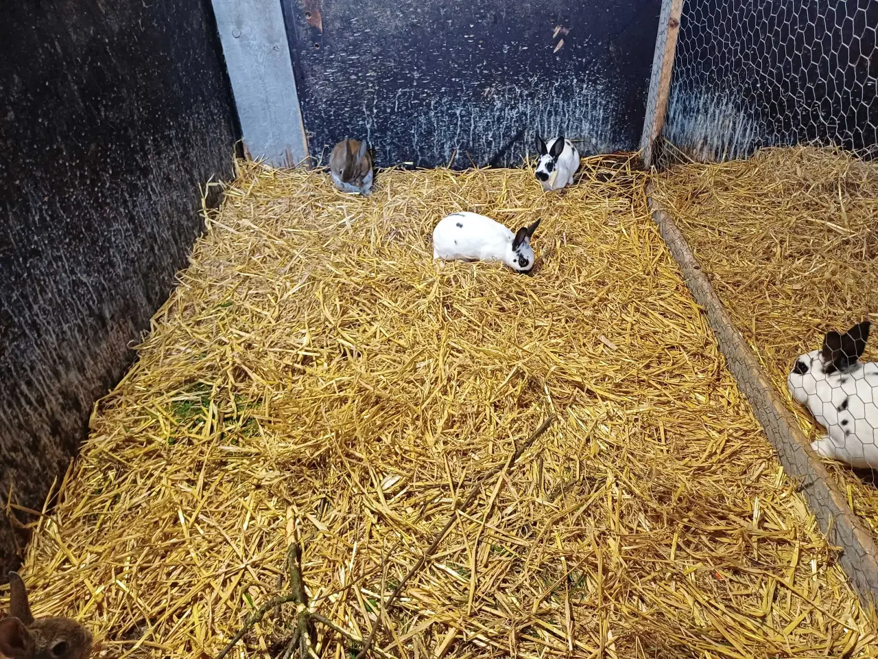 Billede 1 - Lille rex