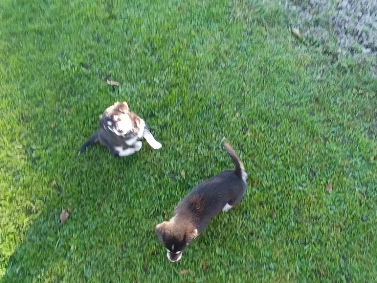 Billede 8 - Hvalpe mix